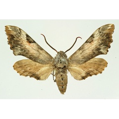 /filer/webapps/moths/media/images/R/roseicornis_Poliodes_AM_Basquin.jpg