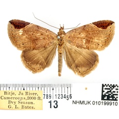/filer/webapps/moths/media/images/C/conisema_Mecodopsis_AM_BMNH.jpg