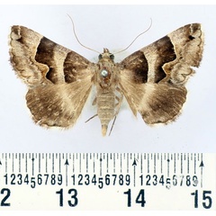 /filer/webapps/moths/media/images/U/uvarovi_Caranilla_AM_BMNH.jpg