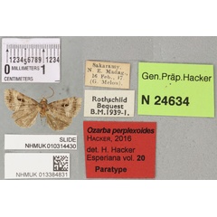 /filer/webapps/moths/media/images/P/perplexoides_Ozarba_PTM_BMNH_03a.jpg