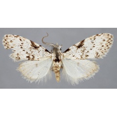 /filer/webapps/moths/media/images/P/pseudomajor_Roeselia_PTM_BMNH.jpg
