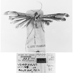 /filer/webapps/moths/media/images/D/devius_Leioptilus_HT_RMCA.jpg