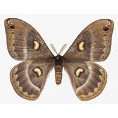 /filer/webapps/moths/media/images/M/magdalena_Epiphora_AF_Basquin.jpg