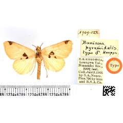 /filer/webapps/moths/media/images/P/pyramidalis_Baniana_LT_BMNH.jpg