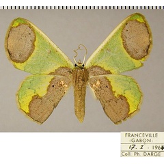 /filer/webapps/moths/media/images/P/palliata_Lophorrhachia_AF_ZSM.jpg