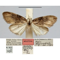 /filer/webapps/moths/media/images/N/nigroradiata_Nola_HT_RMCA.jpg