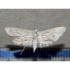 /filer/webapps/moths/media/images/F/fluctusalis_Parapoynx_A_Goffb_01.jpg