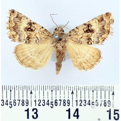 /filer/webapps/moths/media/images/C/chloridina_Asplenia_AF_BMNH.jpg