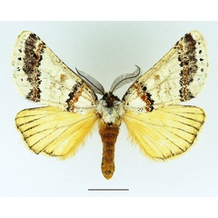 /filer/webapps/moths/media/images/L/latipennis_Phalera_AM_Basquin.jpg