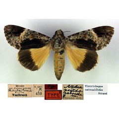/filer/webapps/moths/media/images/P/pseudocatocala_Ulotrichopus_HT_RMCA.jpg