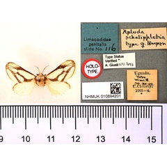 /filer/webapps/moths/media/images/S/schaliphlebia_Apluda_HT_BMNH.jpg