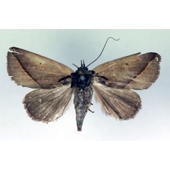 /filer/webapps/moths/media/images/N/nigribasis_Metaleptina_A_RMCA.jpg