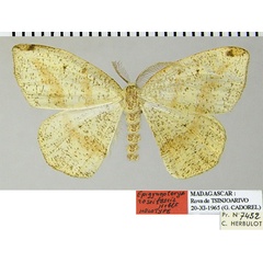/filer/webapps/moths/media/images/R/roseifascia_Epigynopteryx_HT_ZSMa.jpg