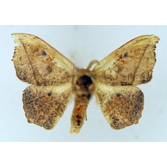 /filer/webapps/moths/media/images/N/notialis_Epicampoptera_AM_TMSA.jpg