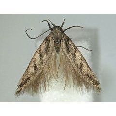 /filer/webapps/moths/media/images/A/afromontana_Scrobipalpa_HT_BMNH.jpg