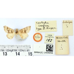 /filer/webapps/moths/media/images/I/impar_Cortyta_HT_BMNH.jpg