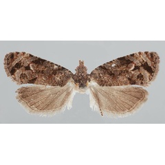 /filer/webapps/moths/media/images/D/divergana_Gibbalaria_HT_USNM.jpg