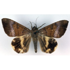 /filer/webapps/moths/media/images/C/catocaloides_Achaea_A_RMCA.jpg