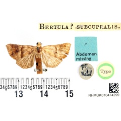 /filer/webapps/moths/media/images/S/subcupralis_Bertula_HT_BMNH.jpg