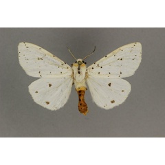 /filer/webapps/moths/media/images/P/punctulatum_Micralarctia_AM_BMNH.jpg
