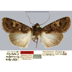 /filer/webapps/moths/media/images/M/malgassica_Odontestra_AT_MNHN.jpg