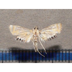 /filer/webapps/moths/media/images/T/tripunctalis_Eoophila_A_Goffb_01.JPG