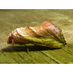 /filer/webapps/moths/media/images/E/emarginata_Oraesia_A_Goff.jpg