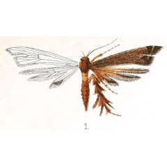/filer/webapps/moths/media/images/F/ferrugineum_Crocydoscelus_STM_Walsingham_2-1.jpg