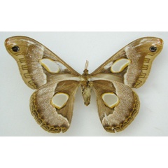 /filer/webapps/moths/media/images/P/perspicuus_Attacus_HT_NHMUKb.jpg