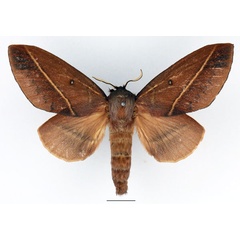 /filer/webapps/moths/media/images/X/xanthogramma_Phoenicladocera_AF_Basquin_01.jpg