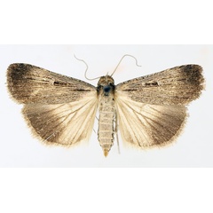 /filer/webapps/moths/media/images/E/exsiccata_Tathorynchus_AF_TMSA_01.jpg