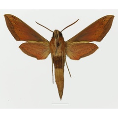 /filer/webapps/moths/media/images/G/gracilis_Hippotion_AM_Basquin_01b.jpg