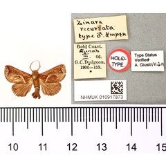 /filer/webapps/moths/media/images/R/recurvata_Zinara_HT_BMNH.jpg