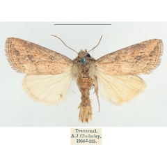 /filer/webapps/moths/media/images/C/cupreata_Leucania_AM_BMNH.jpg