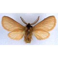 /filer/webapps/moths/media/images/C/carmel_Metarctia_HT_BMNH_02.jpg
