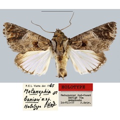 /filer/webapps/moths/media/images/B/banian_Melanephia_HT_MNHN.jpg
