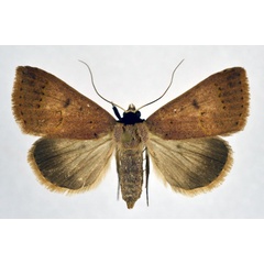 /filer/webapps/moths/media/images/P/poderis_Plecoptera_A_NHMO.jpg