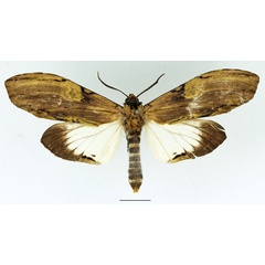 /filer/webapps/moths/media/images/C/curvatula_Scaeopteryx_AM_Basquin_02.jpg