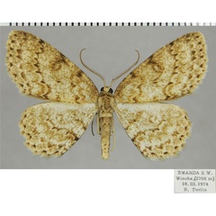 /filer/webapps/moths/media/images/O/ocellata_Ectropis_AM_ZSMa.jpg