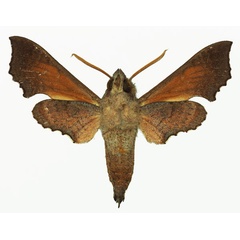 /filer/webapps/moths/media/images/E/elegans_Temnora_AM_Basquin_02b.jpg