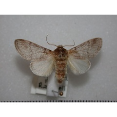 /filer/webapps/moths/media/images/P/pulverulenta_Epicerura_A_Revell.jpg