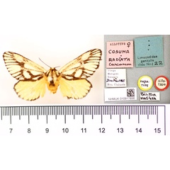 /filer/webapps/moths/media/images/R/radiata_Cosuma_AT_BMNH.jpg
