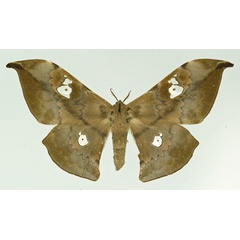 /filer/webapps/moths/media/images/K/kahli_Orthogonioptilum_AF_Basquin.jpg