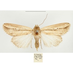 /filer/webapps/moths/media/images/P/pseudotacuna_Mythimna_AF_BMNH.jpg