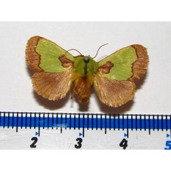 /filer/webapps/moths/media/images/C/chlorophila_Parasa_A_Goff.jpg
