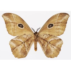 /filer/webapps/moths/media/images/N/nereis_Melanocera_AF_Basquin_02b.jpg