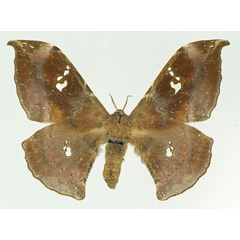 /filer/webapps/moths/media/images/M/monochromum_Orthogonioptilum_AF_Basquin.jpg