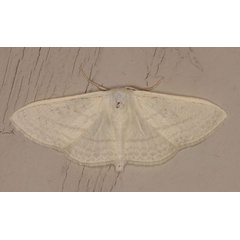 /filer/webapps/moths/media/images/C/ctenophora_Somatina_AM_Heyns_01.jpg