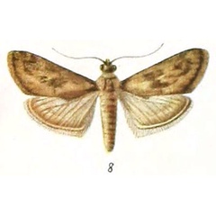 /filer/webapps/moths/media/images/S/sudanalis_Endolophia_HT_Zerny_1-8.jpg