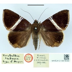 /filer/webapps/moths/media/images/R/rectivia_Parallelia_HT_BMNH.jpg